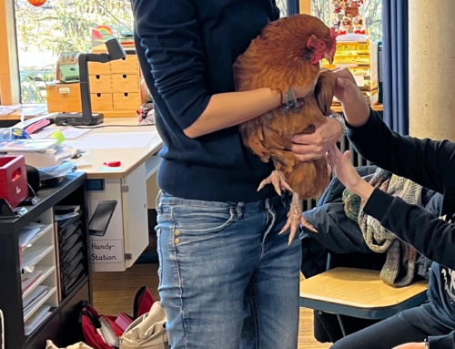 Lernen mit allen Sinnen: Das Huhn als Nutztier