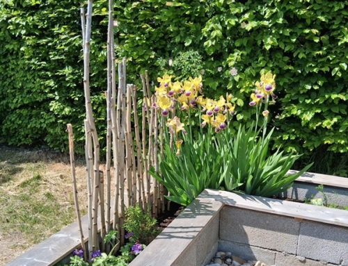 Sommerhafte Impressionen aus dem Schulgarten